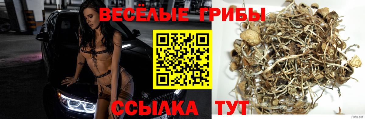 Галлюциногенные грибы GOLDEN TEACHER Майкоп